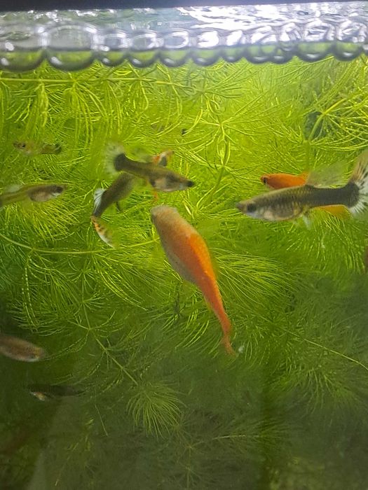 Pesti exotici acvariu aclimatizati