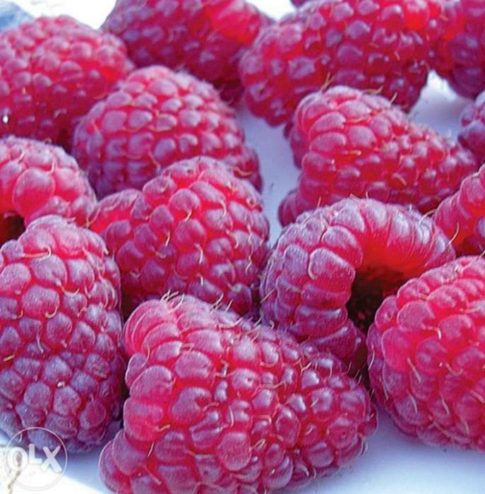 Drajoni Coacaz/Aronia/Afin/Zmeur