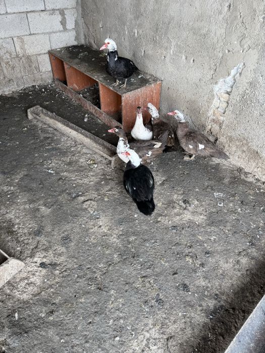 Индоуткалар сатылады