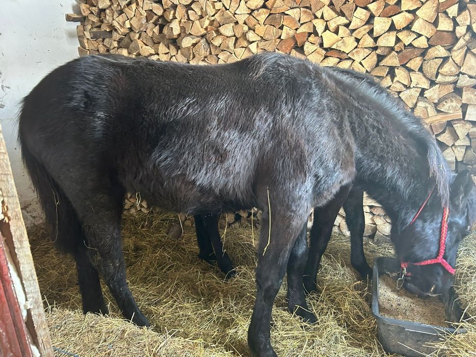 Mânz 8 luni metis din semigreu cu Huțul preț negociabil