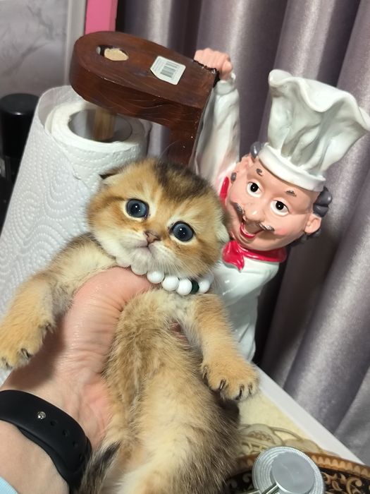 Котята от правильной вязки