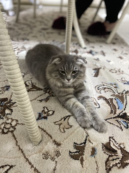 Mushuk qizbola 7 oylik