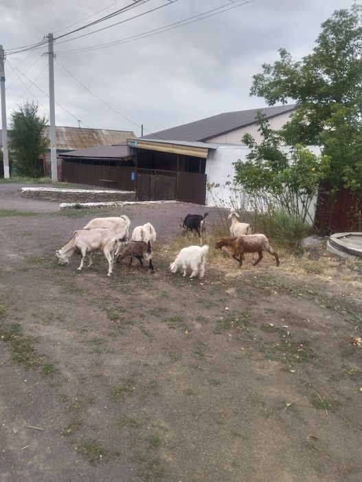 Козы,козлята продам