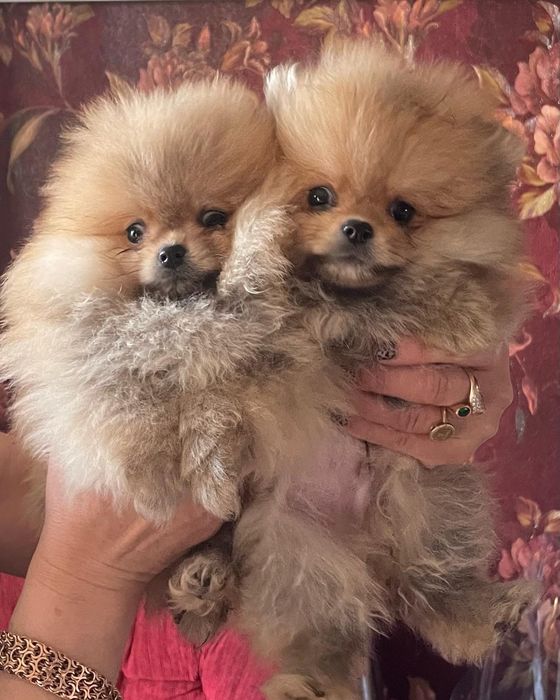 Шикарные детки шпица