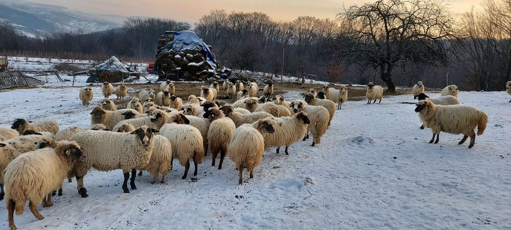 Oi de vânzare care sunteți interesați totul se vede la fața locului