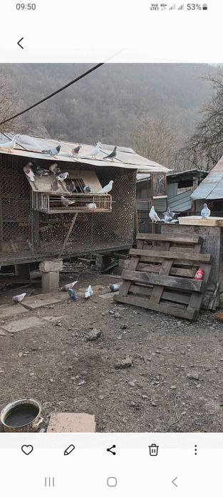 Vând porumbei diferite rase