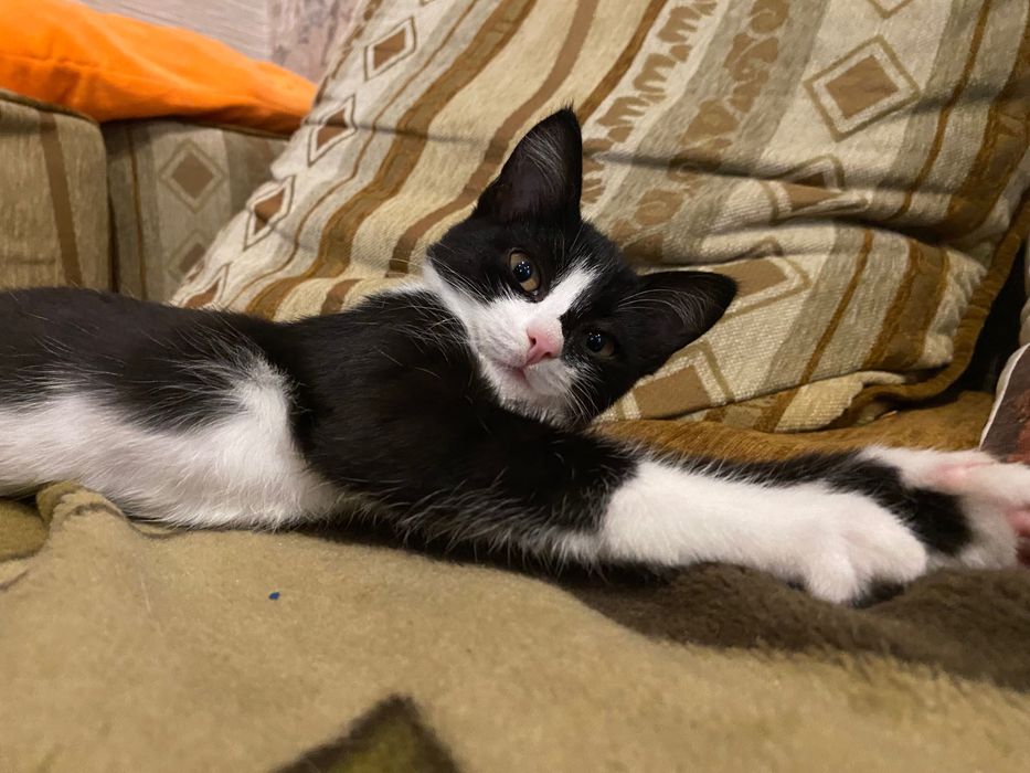 Отдам котенка в самые добрые руки.