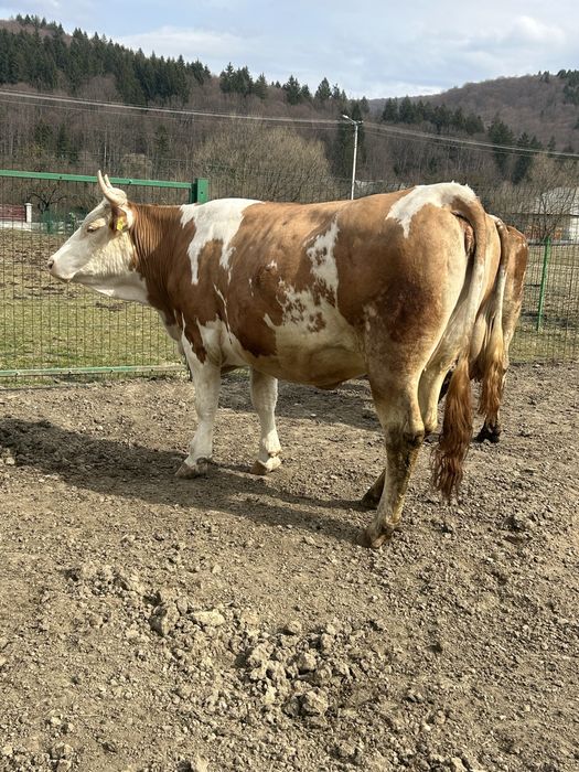 Junincă de vânzare