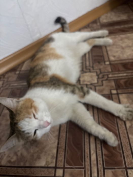 отдаю добрых котят!