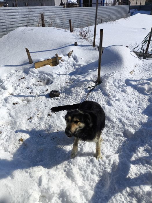 Отдам пса в хорошие руки