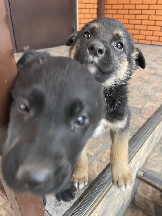 Щенки немецкой овчарки