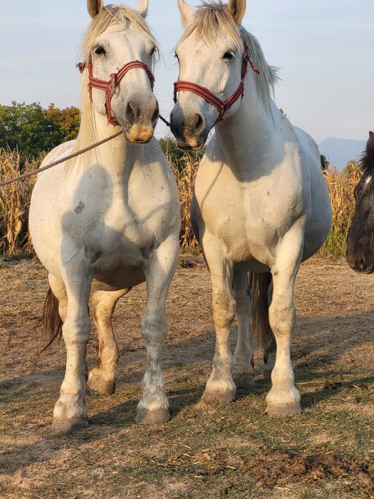 2 iepe gestante de 5 si de 8 ani