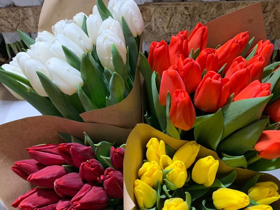 Продам тюльпаны, предзаказ на 8 марта