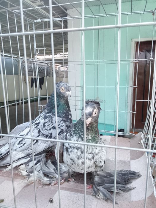 Челкари Тараз продам