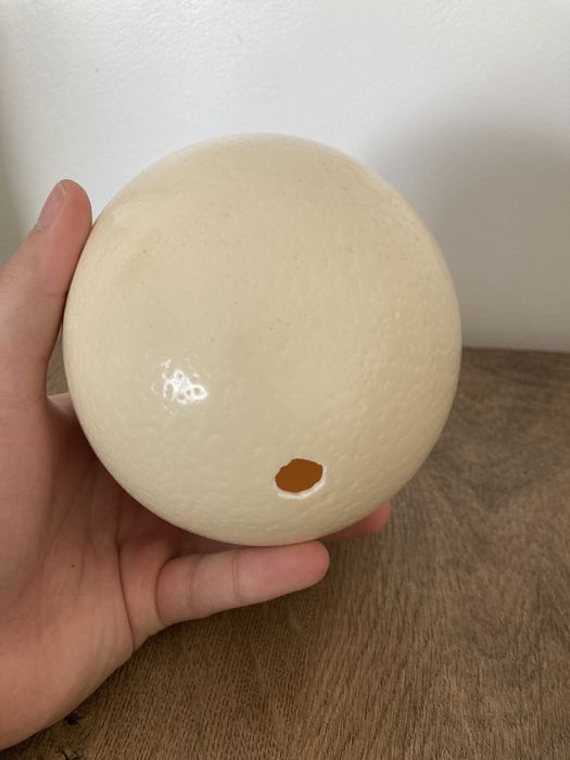 Ou de strut pentru decorat