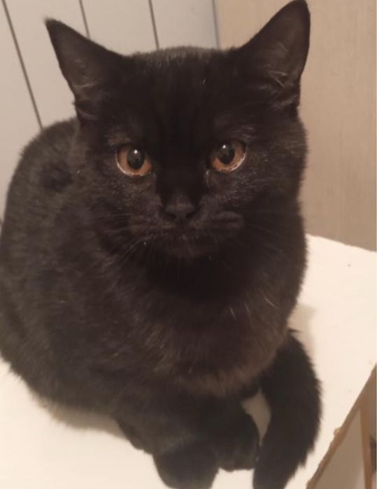 Отдадим кошечку в добрые руки