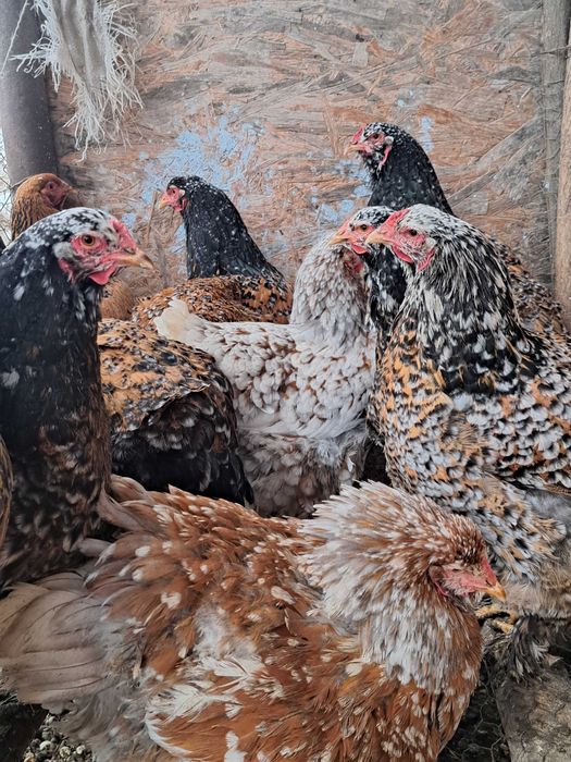 Oua si găini brahma portelan