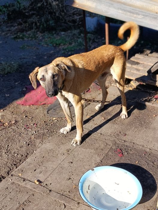 Щенок ищет хозяина !