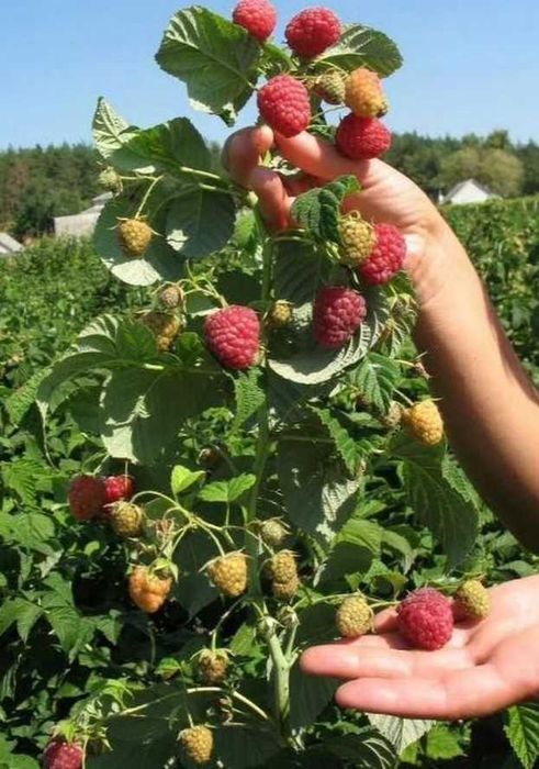 butasi zmeura rubin,cayuga,,Polka butasi mur anul 2 -50+25 gratis