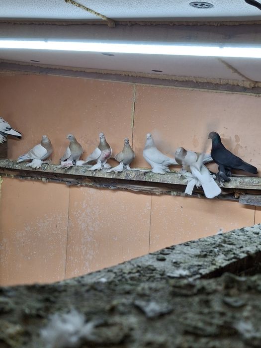 Продам голубей игра гребля тяга