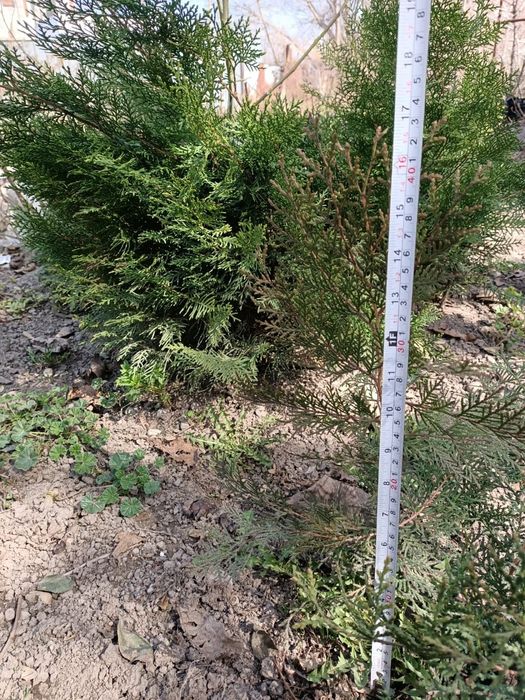 Туя оптом около 30 штук