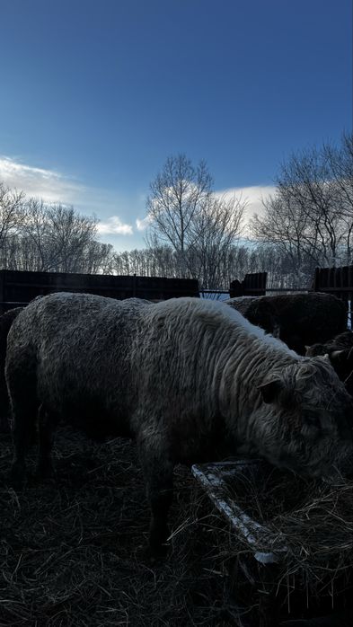 Сатылымда тұқымдыққа : Екі бұқа Аулекөл 2 , жасар Ақ бас 3