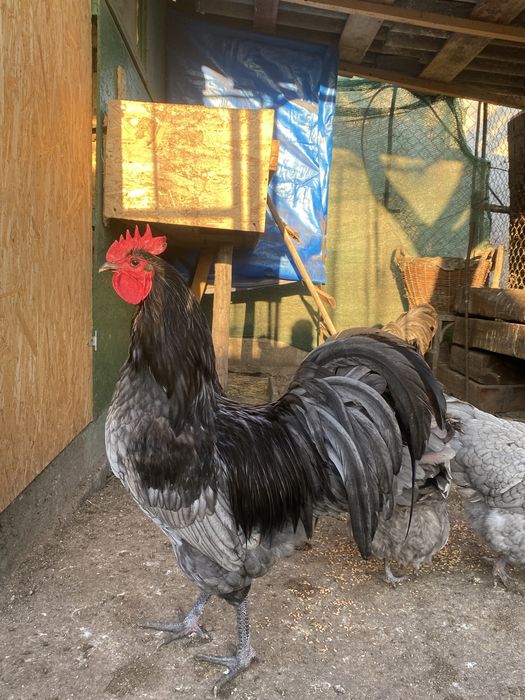 Oua Australorp Abastru