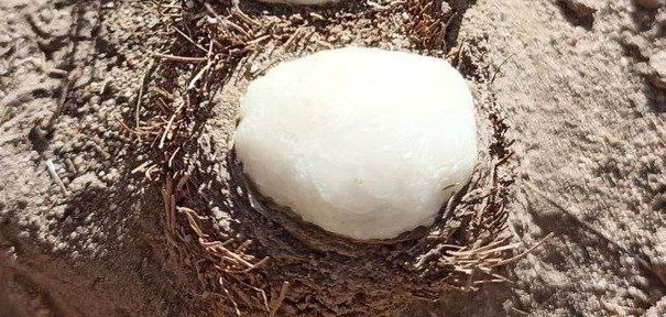 Каврак уруги сотилади