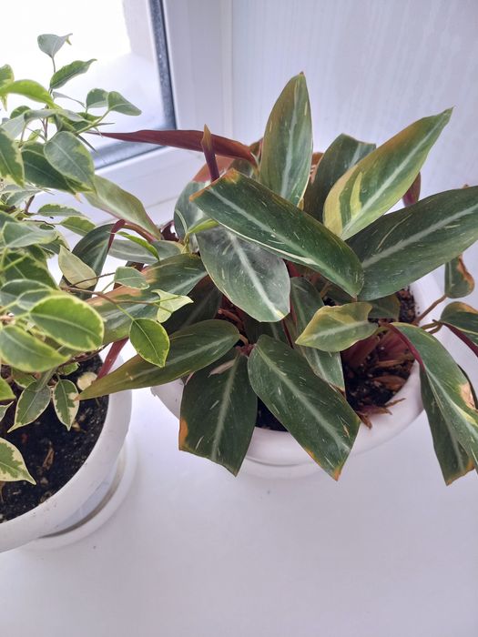 Продам комнатные растения