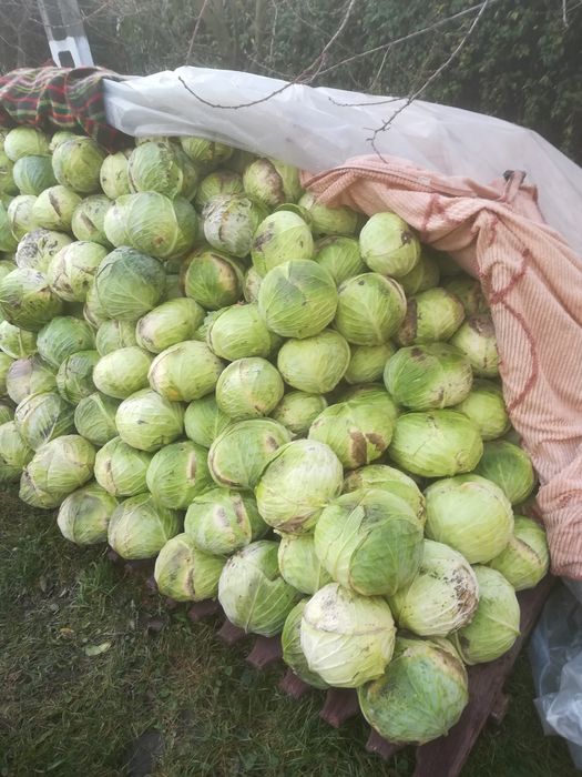 Vând varză beverily Hills