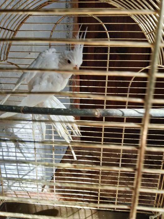 Папугаи .Корела  без .щекий