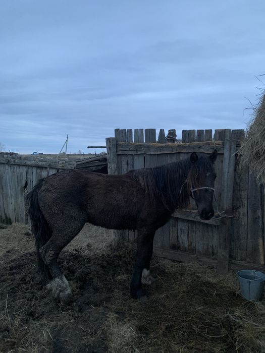 Құнан сатам 3-жылдық бағасына келісеміз