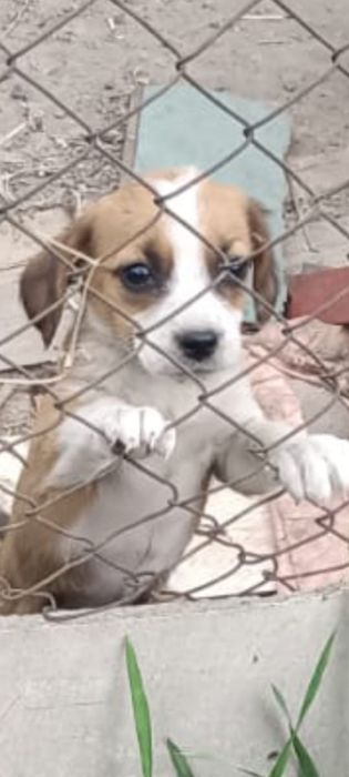 Отдам щенков в добрые руки