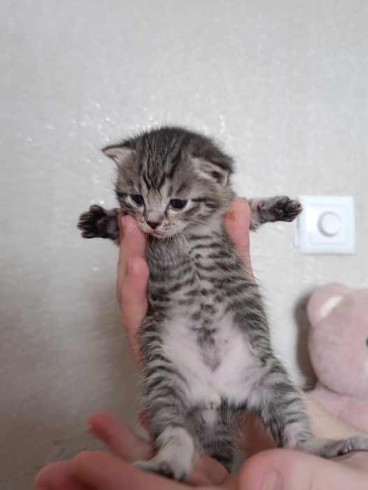 Продам котят британских Вискас окрас