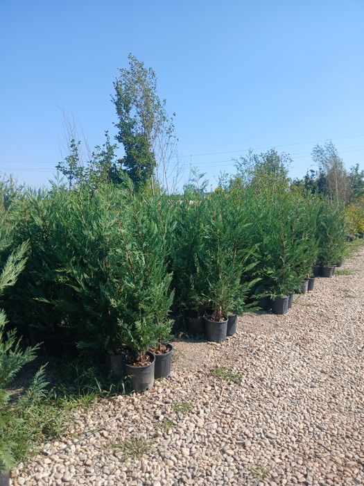 Leylandii 1m40 1m70 75 ron