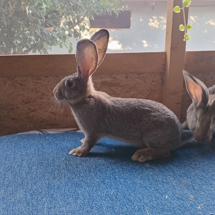 Uriasi german de vanzare masculi ,femele tineret si adulti. 0757624049.