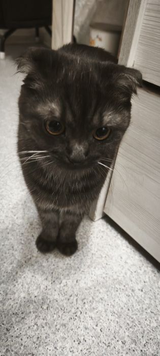 В добрые руки кошка