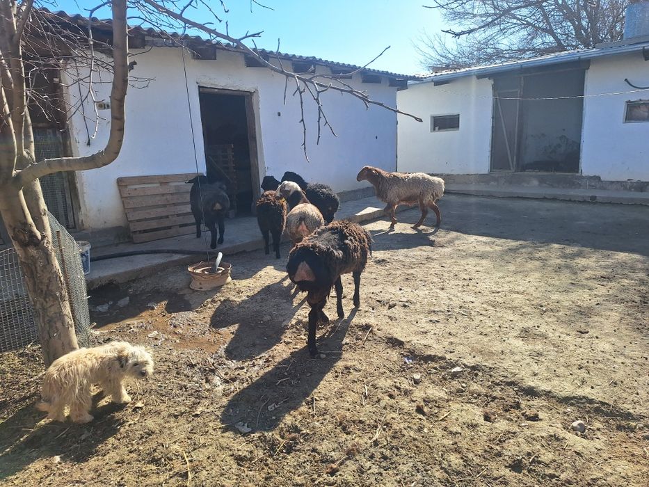 9 бас кошкар сатлмда