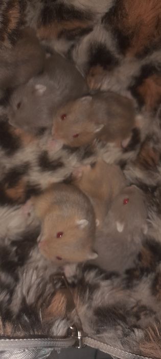 Hamsteri pitici Campbell