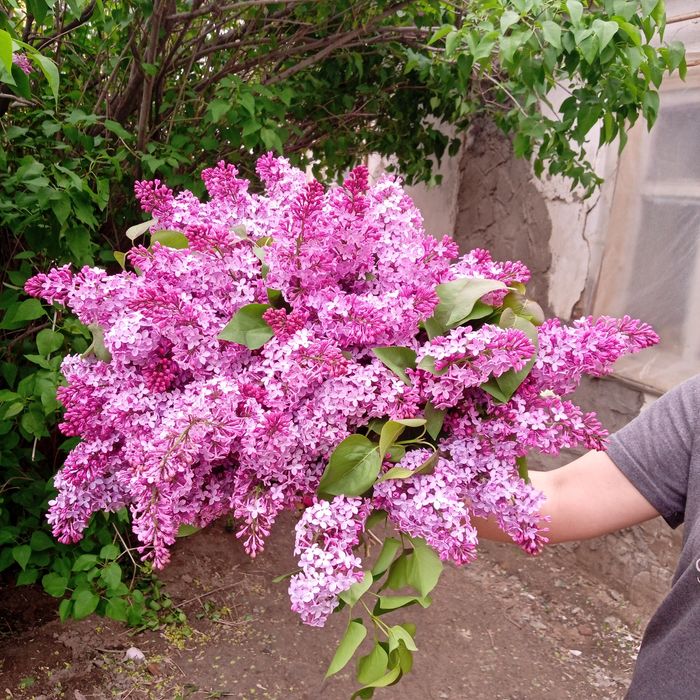 Букеты сирени от 2500