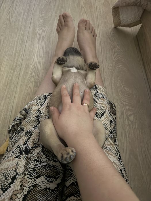 Продам щенка Французкого бульдога девочка