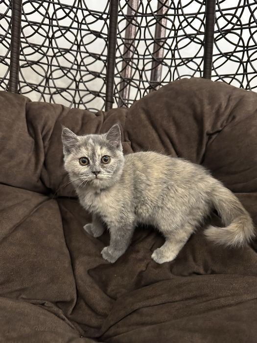 скотиш страйт 4 ойли тоза кон