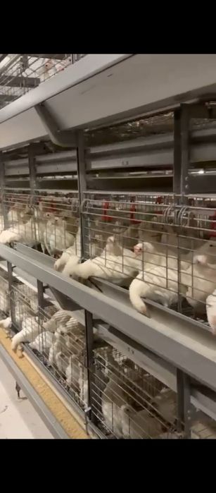 Продаются несушки