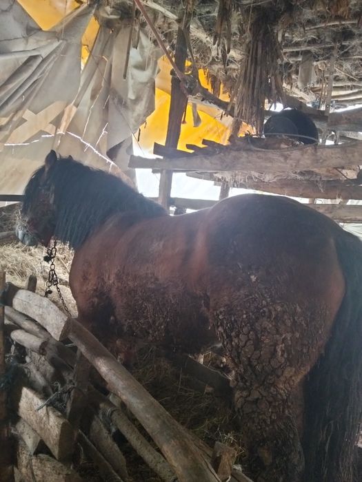 vând cal ardenesc greu românesc preț