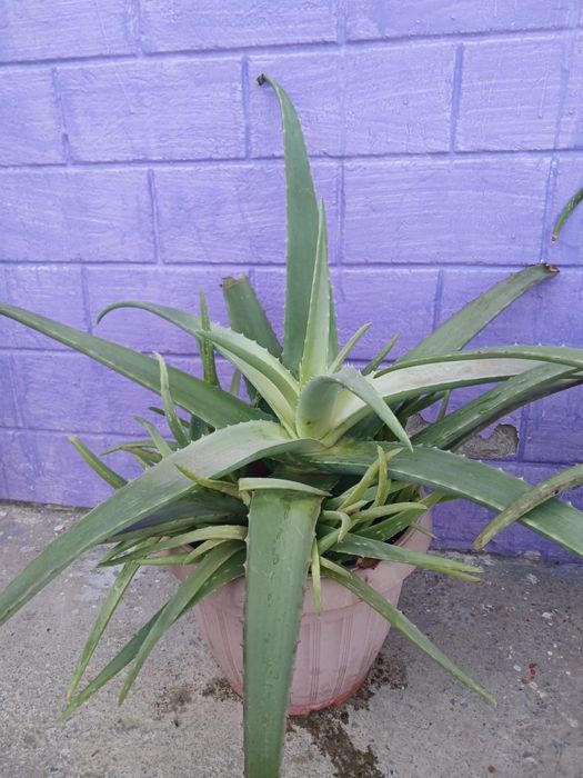 Продам комнатные цветы