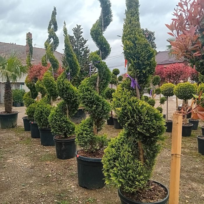 Plante oramentale/pret fictiv