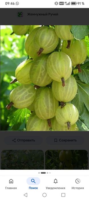 Продам домашний крыжовник