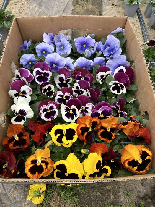 Panselute si nasturasi