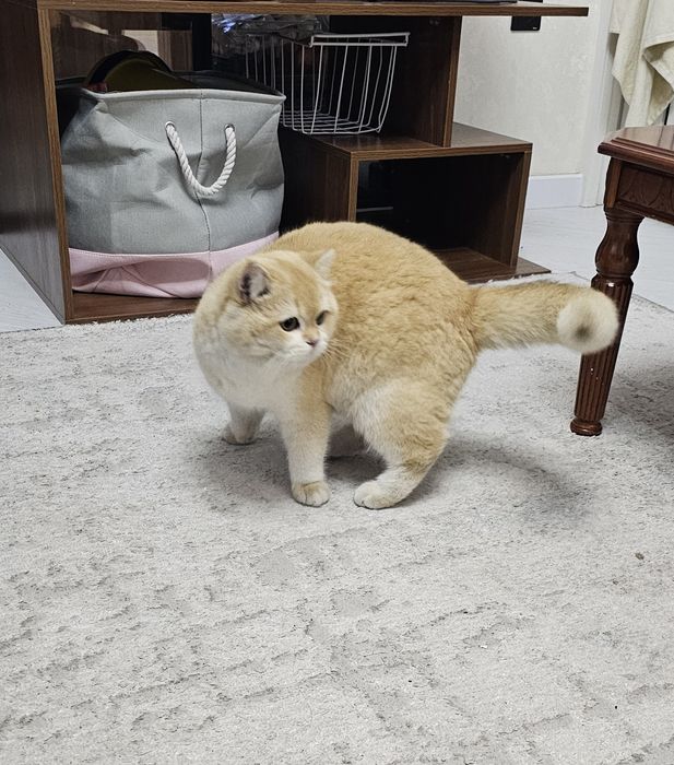 Вязка Британская золотая шиншила ny12