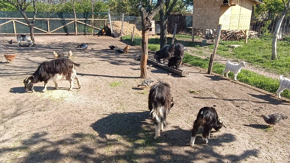 4 capre tinere cu iezi și 1 țap
